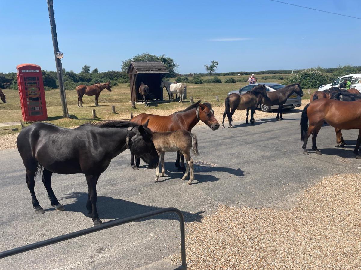 New Forest View ボーリュー エクステリア 写真