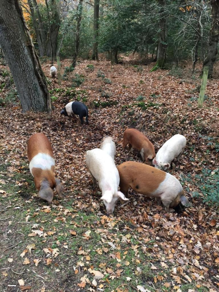 New Forest View ボーリュー エクステリア 写真
