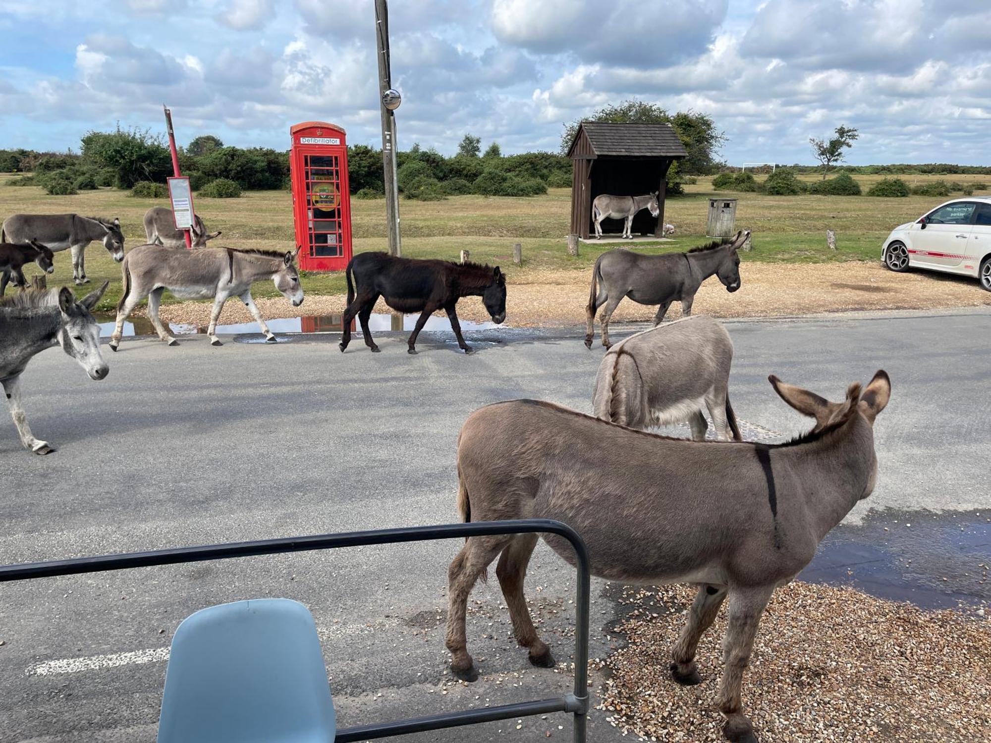 New Forest View ボーリュー エクステリア 写真
